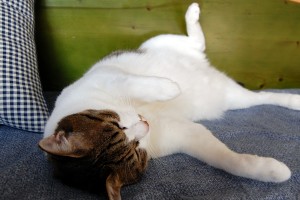 おくにいるやつ。ちよた。